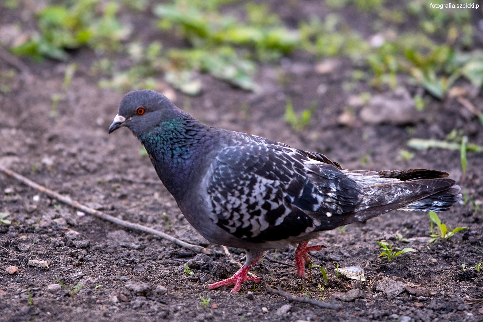 Gołąb grzywacz - DG 08-05-2021