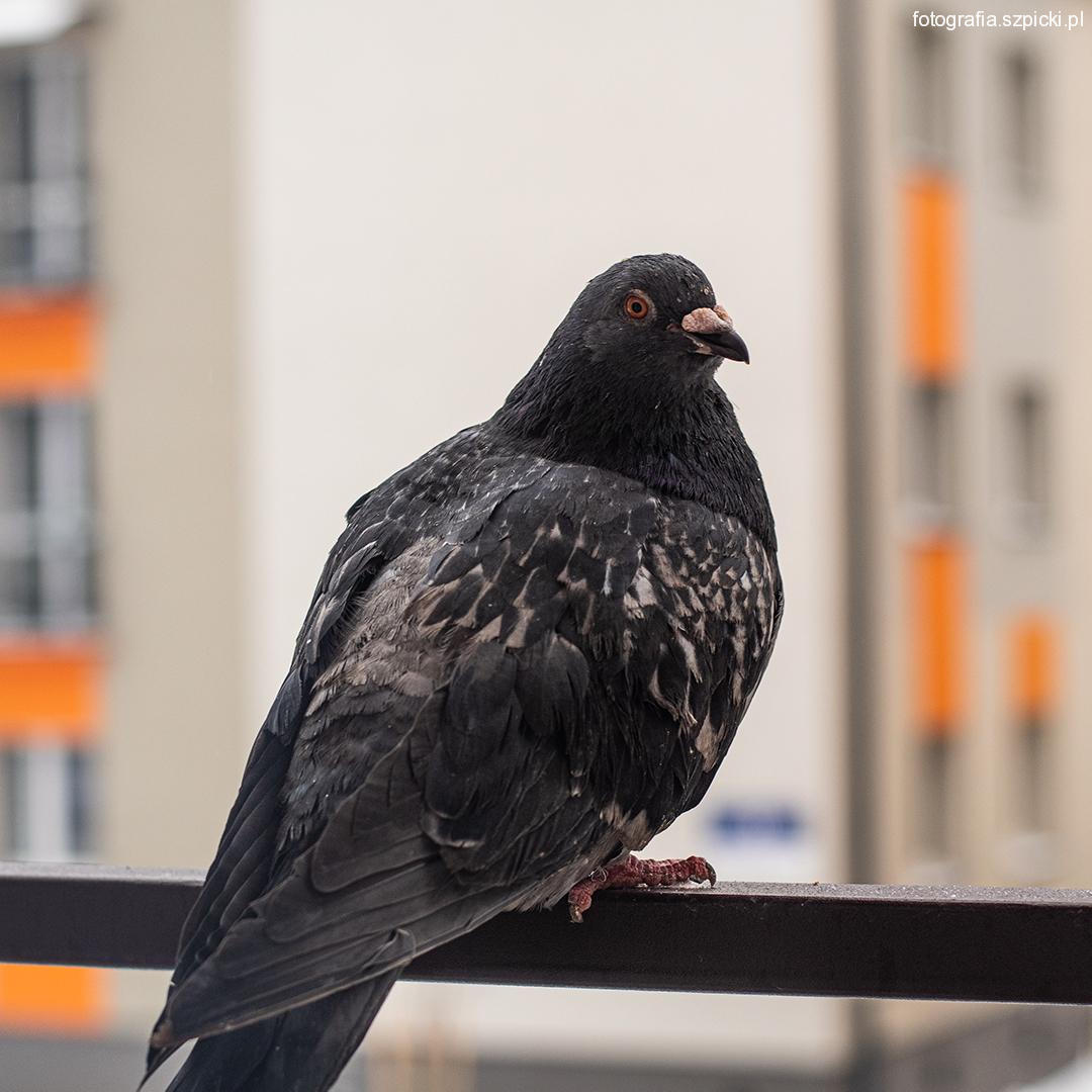 Gołąb na poręczy - DG 07-02-2021
