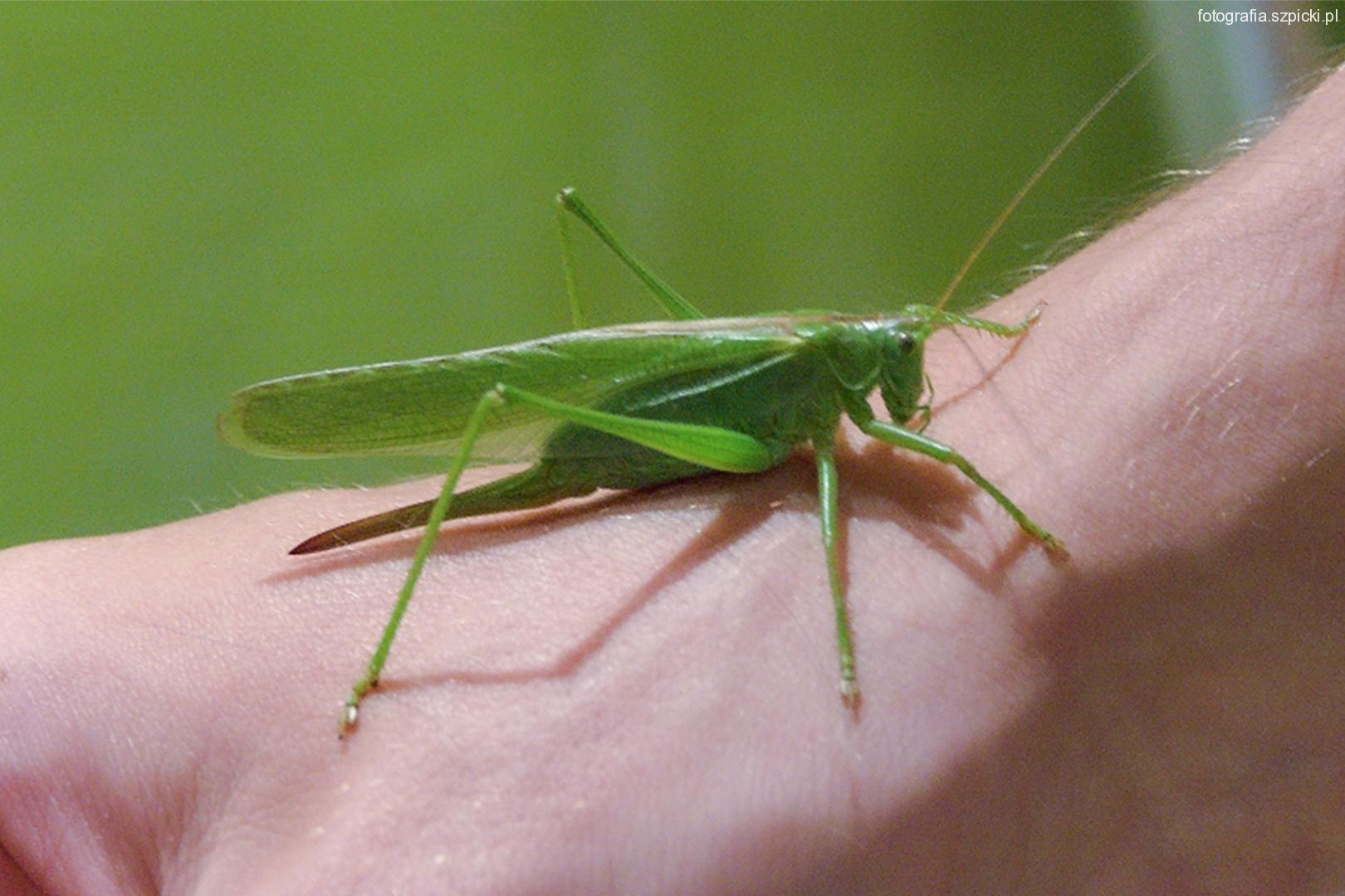 Konik polny w domu - DG 30-07-2020