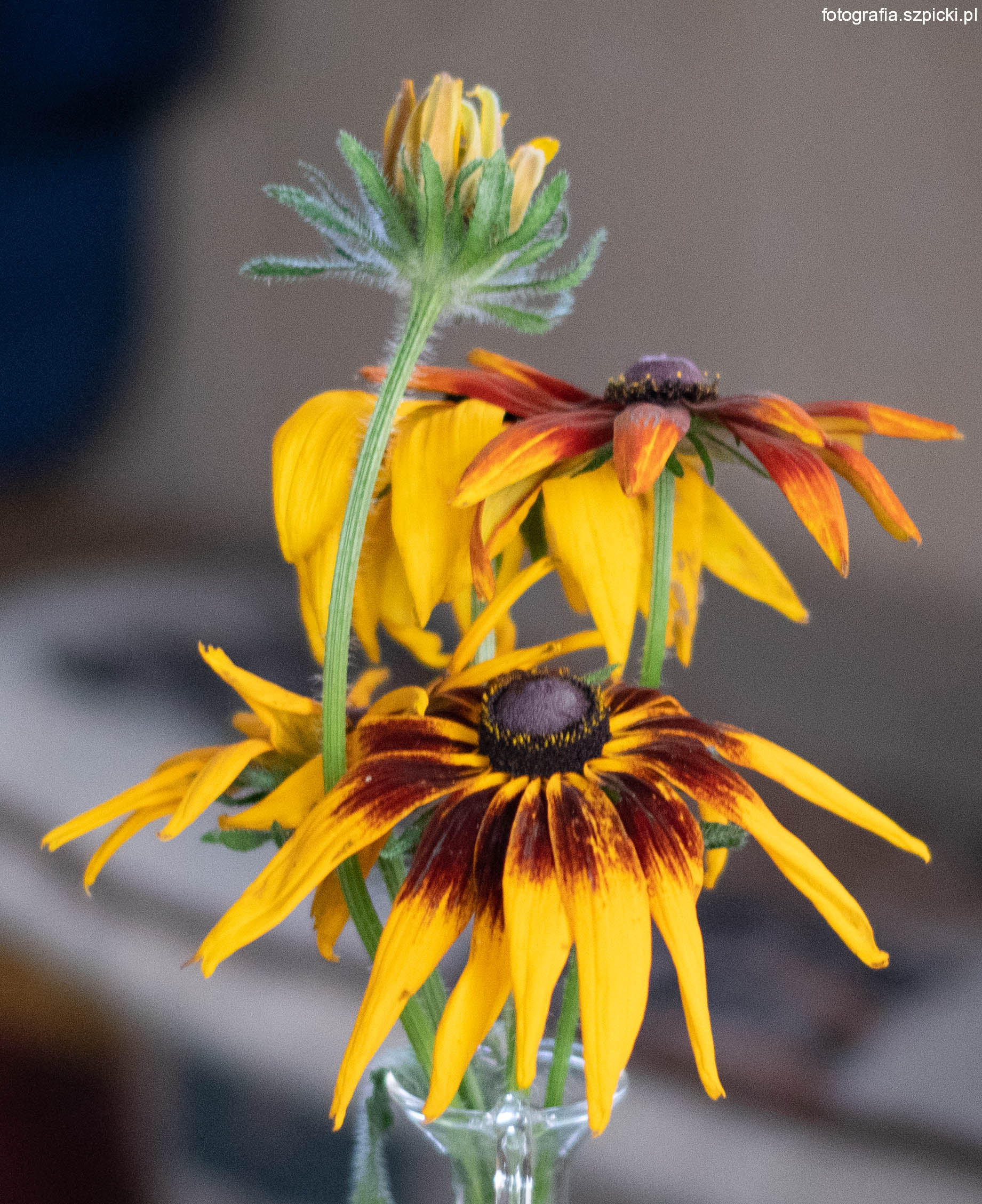 22-10-20 Ostatnie kwiaty zerwane tego lata