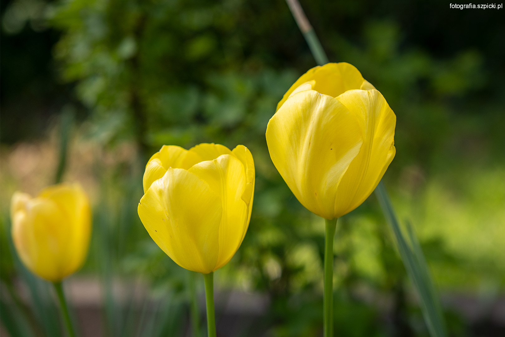 04-06-21 Działka tulipany