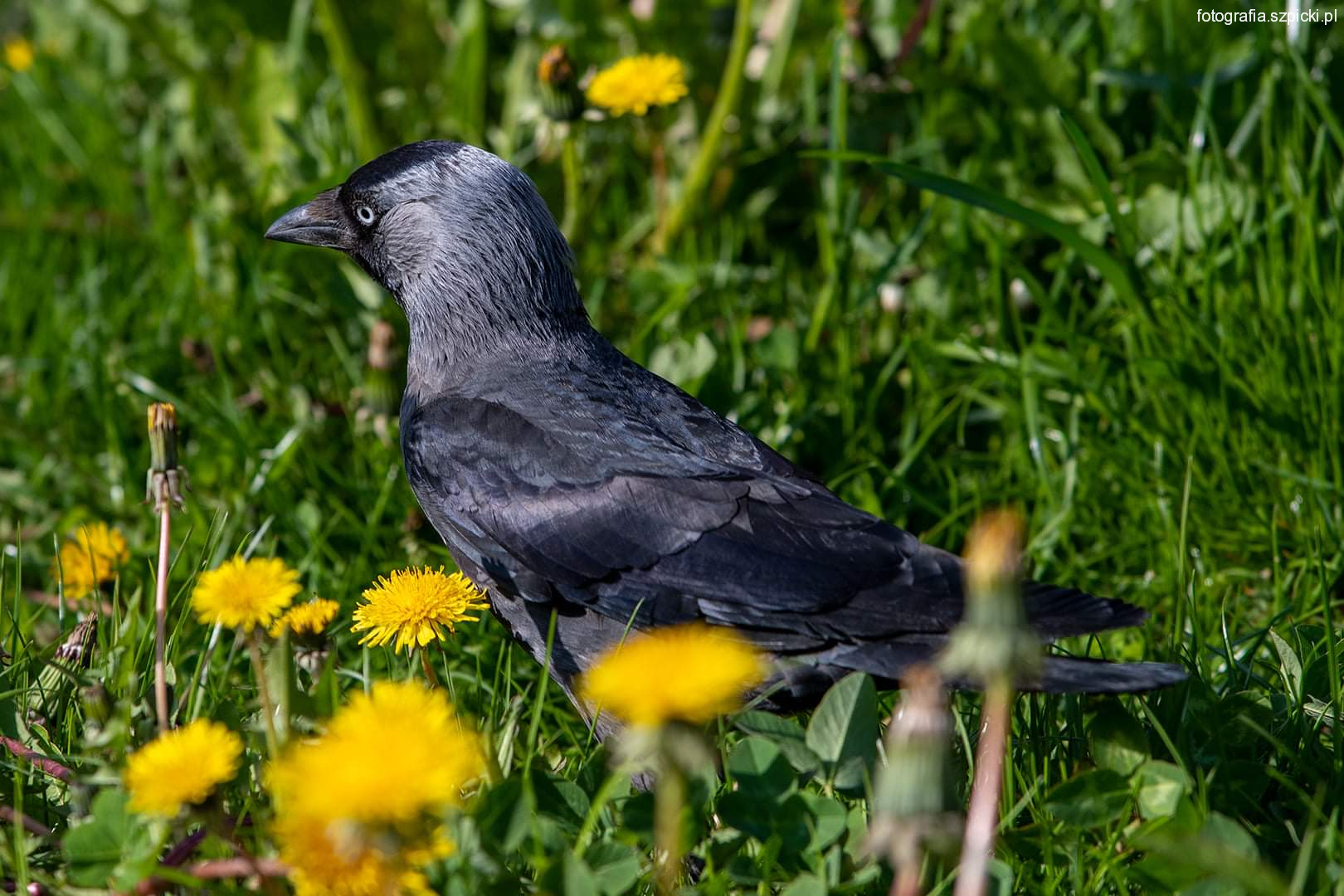 Kawka - DG 08-05-2021