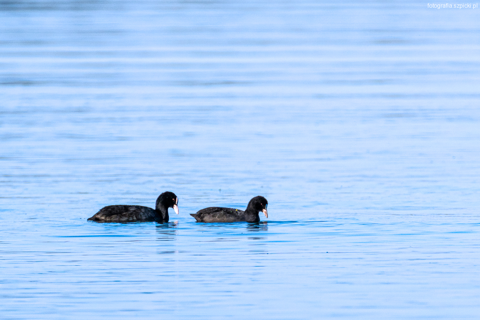 Kaczki na wodzie 10-09-2021