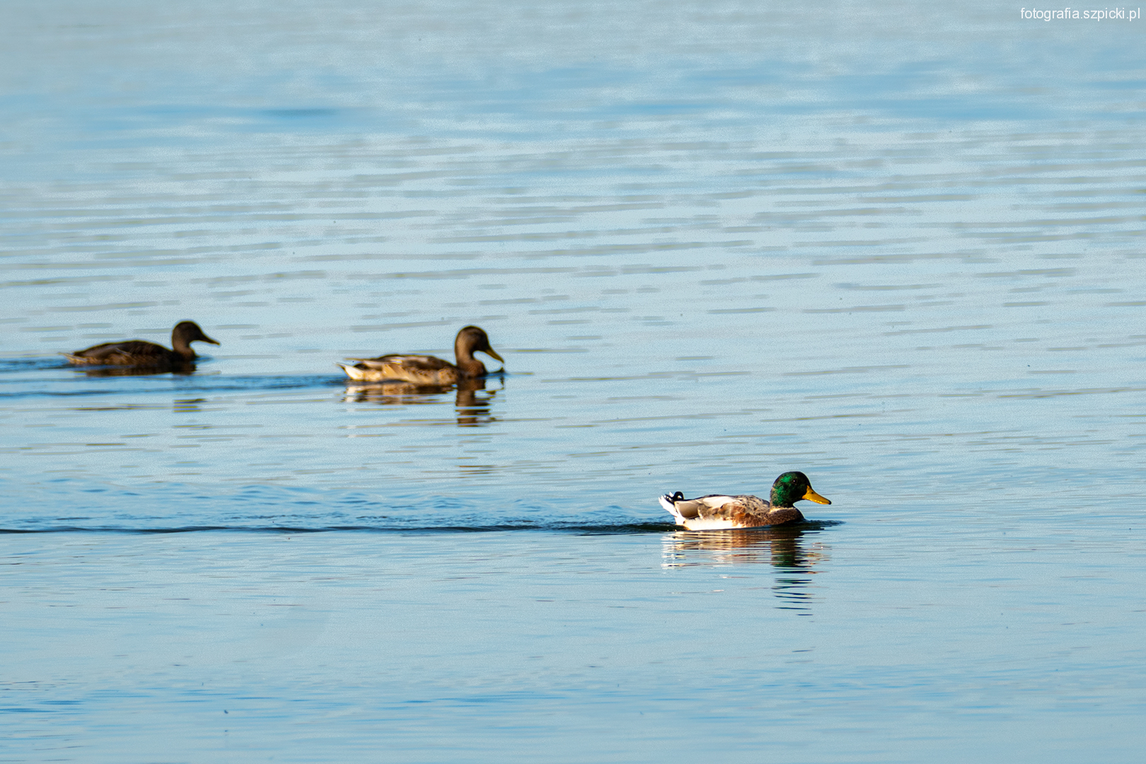 Kaczki na wodzie 2 10-09-2021