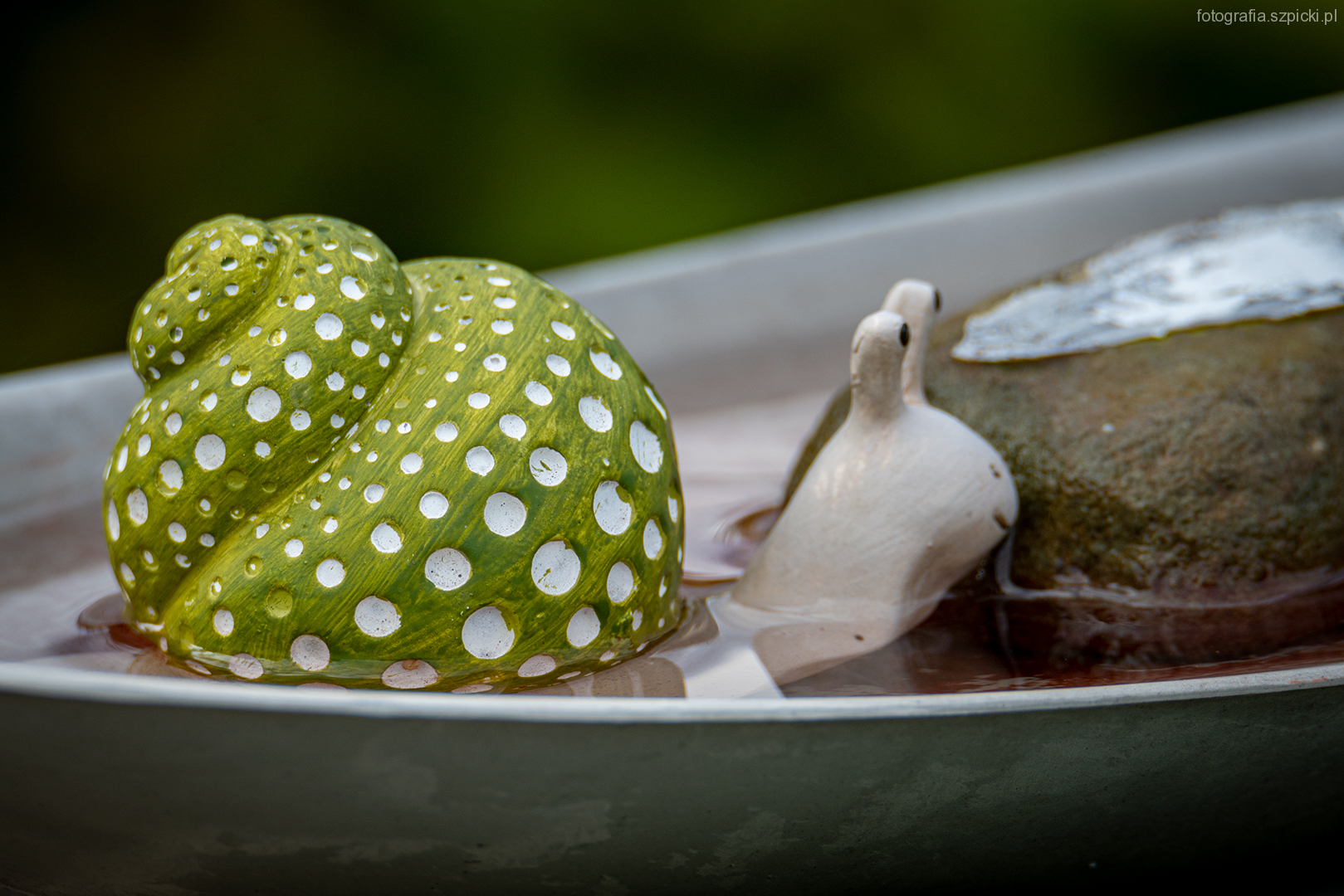 Ślimak w kąpieli - pensjonat Anna - Brenna sierpień 2021