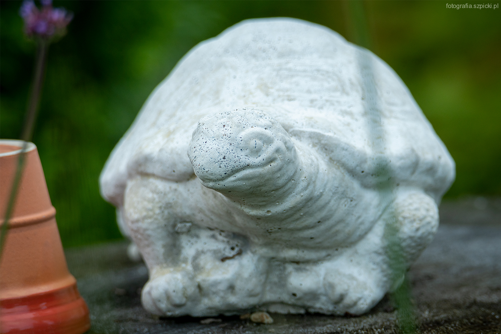 Żółw - pensjonat Anna - Brenna sierpień 2021