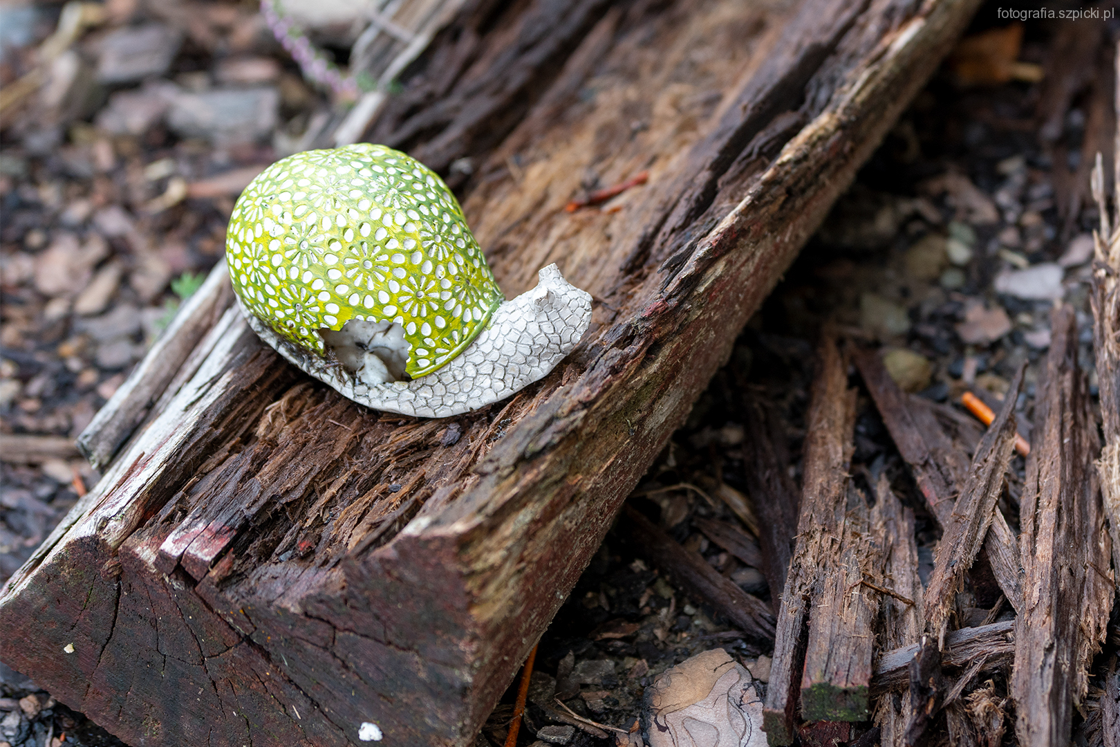 Ślimak - pensjonat Anna - Brenna sierpień 2021