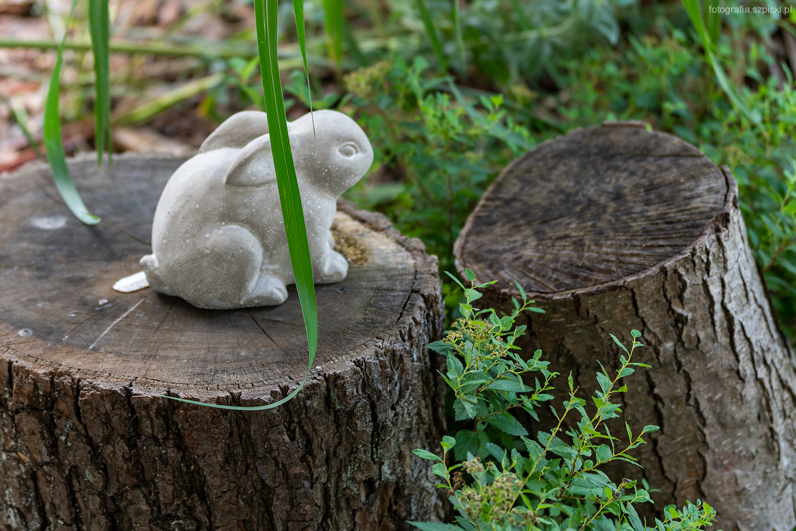 Króliczek - pensjonat Anna - Brenna sierpień 2021