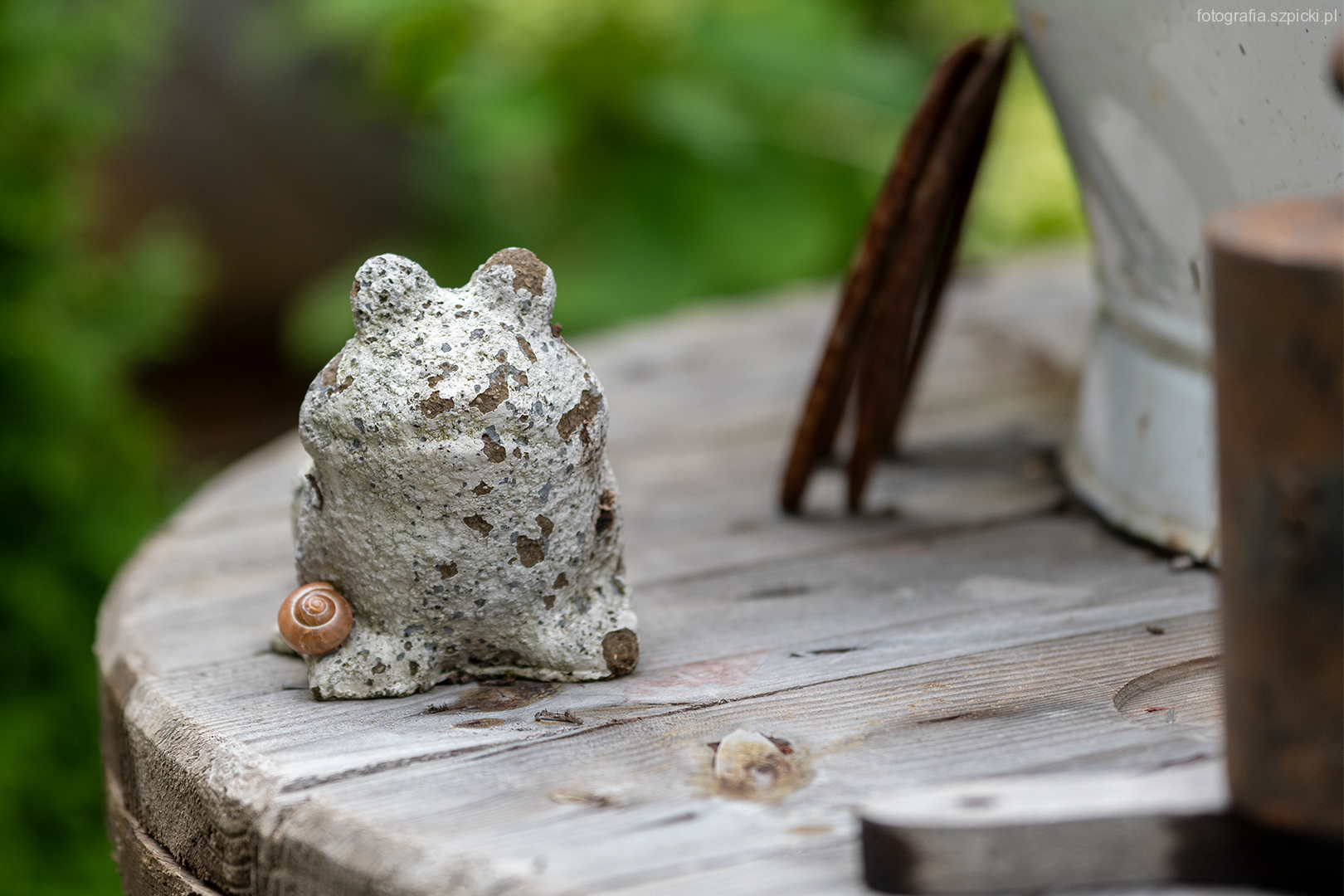 Żabka - pensjonat Anna - Brenna sierpień 2021