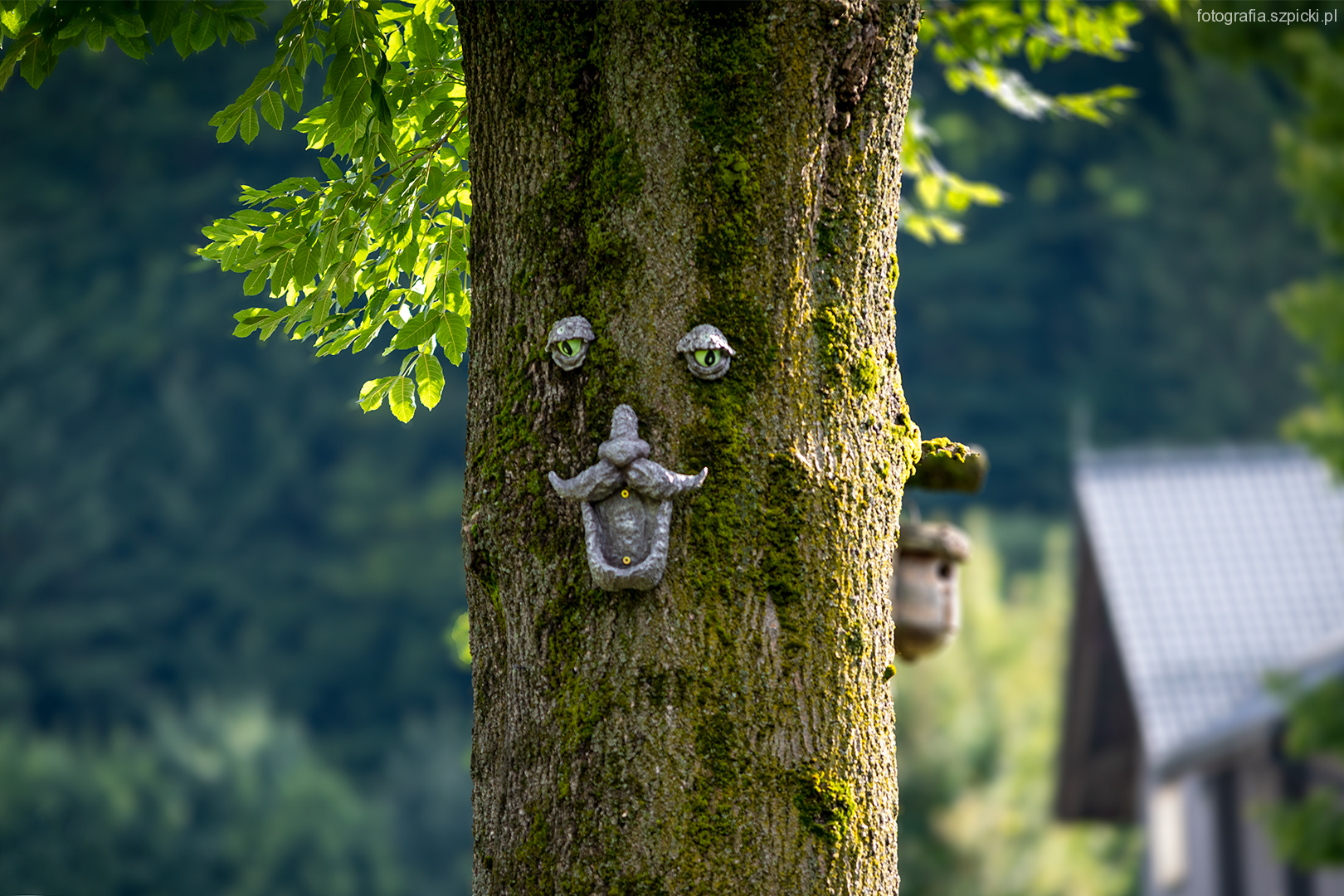 Drzewo - pensjonat Anna - Brenna sierpień 2021