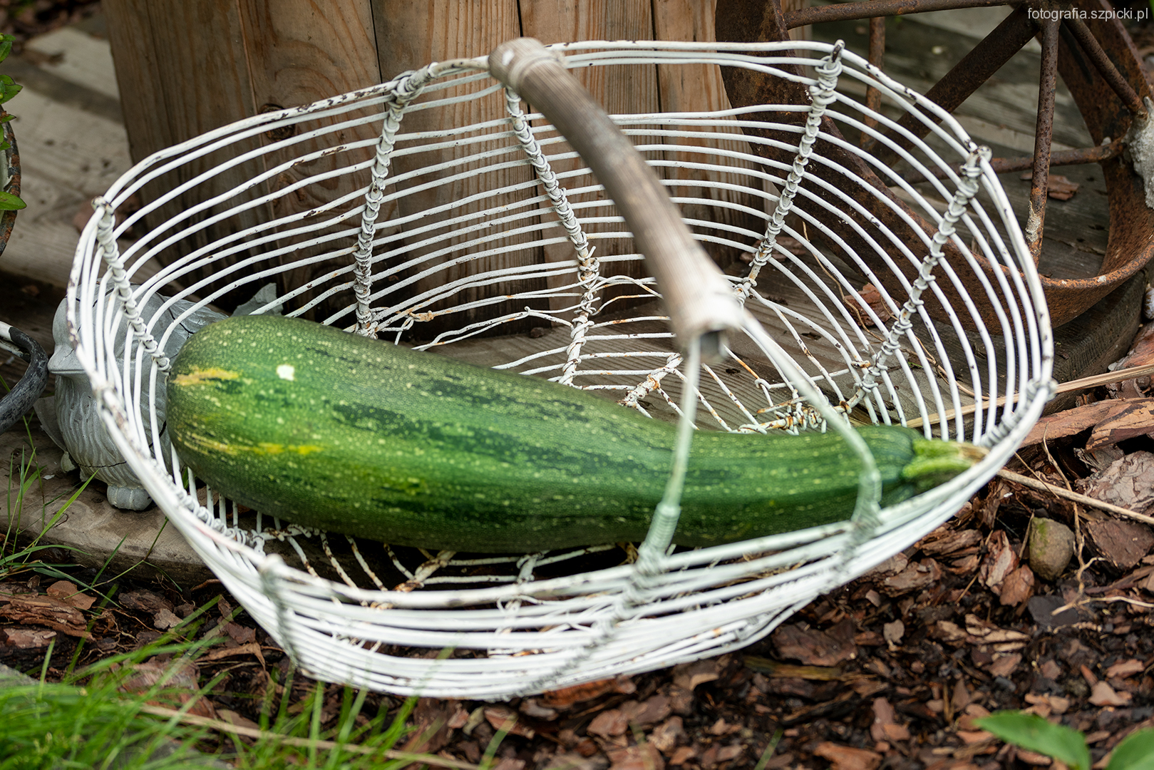 Cukinia - pensjonat Anna - Brenna sierpień 2021