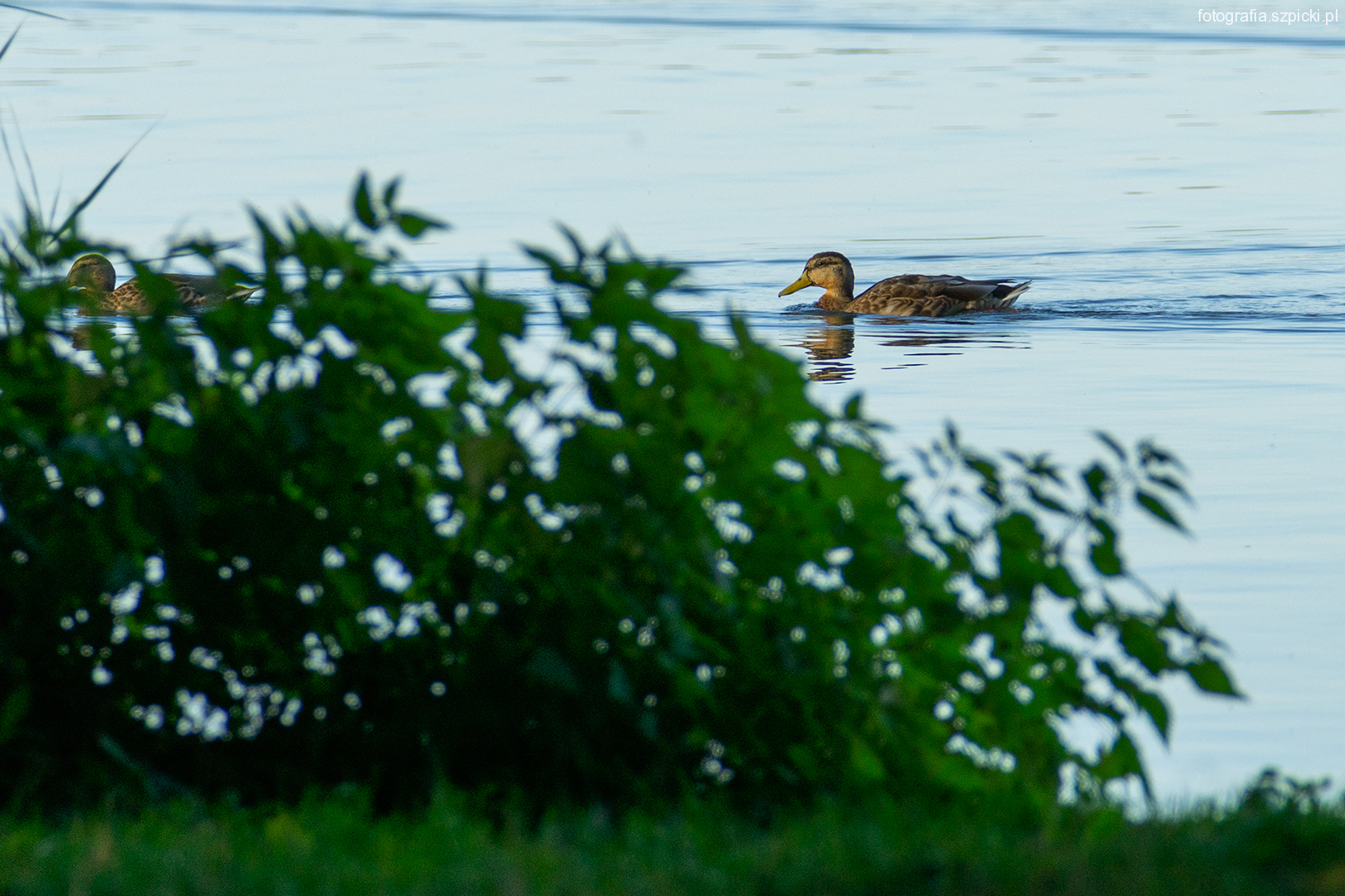 kaczuszka Pogoria 10-09-2021