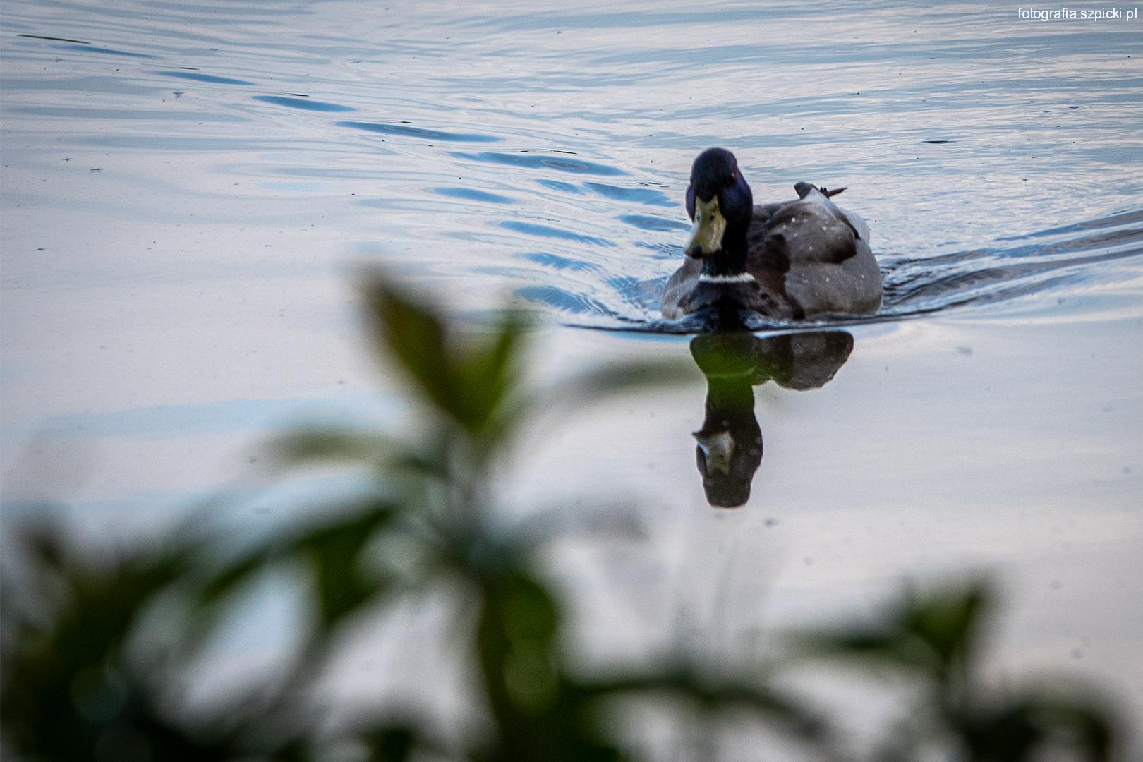 Kaczor-Pogoria III 01-6-2021