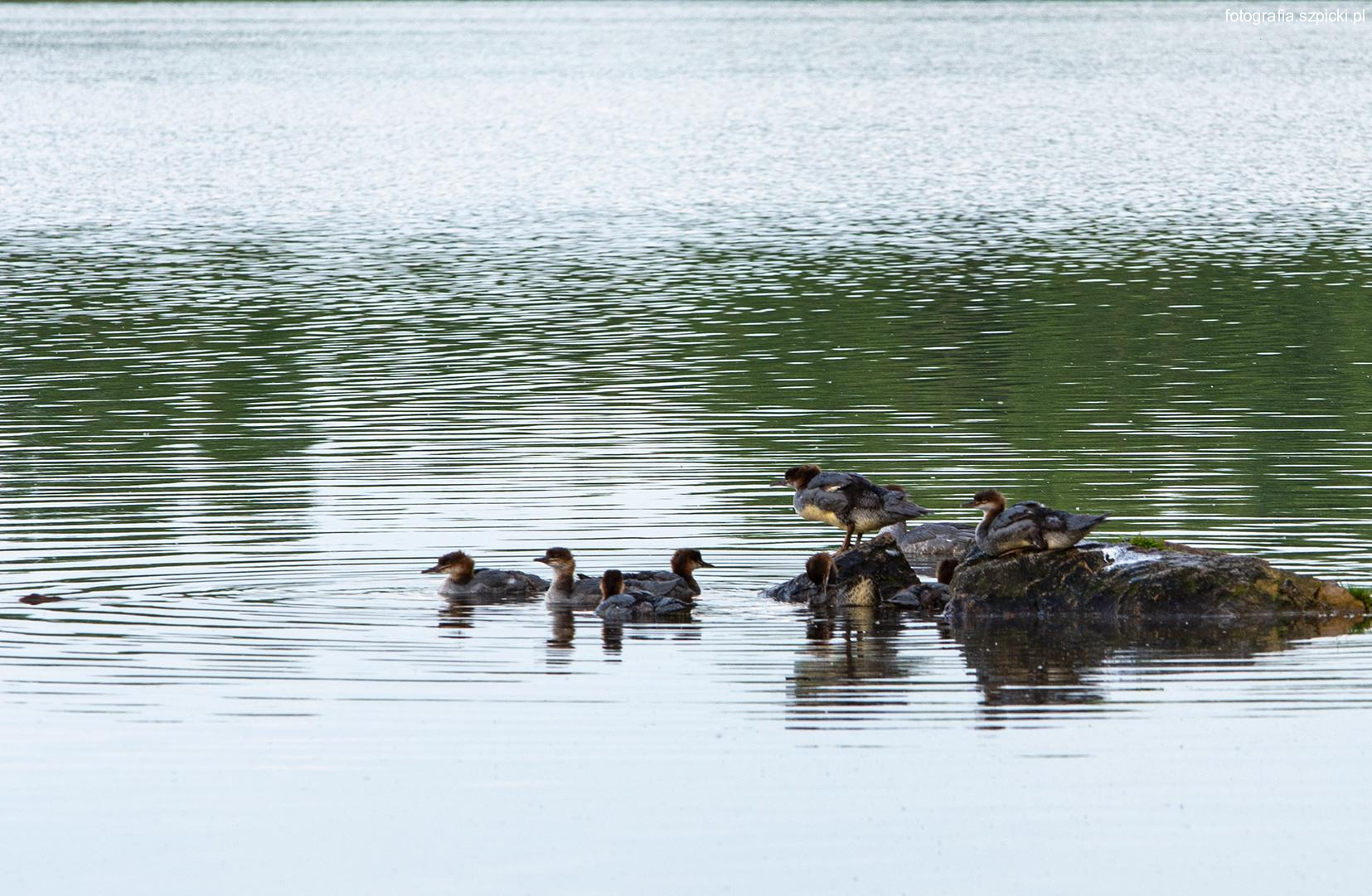 Młode kaczuszki Pogoria III 01-6-2021