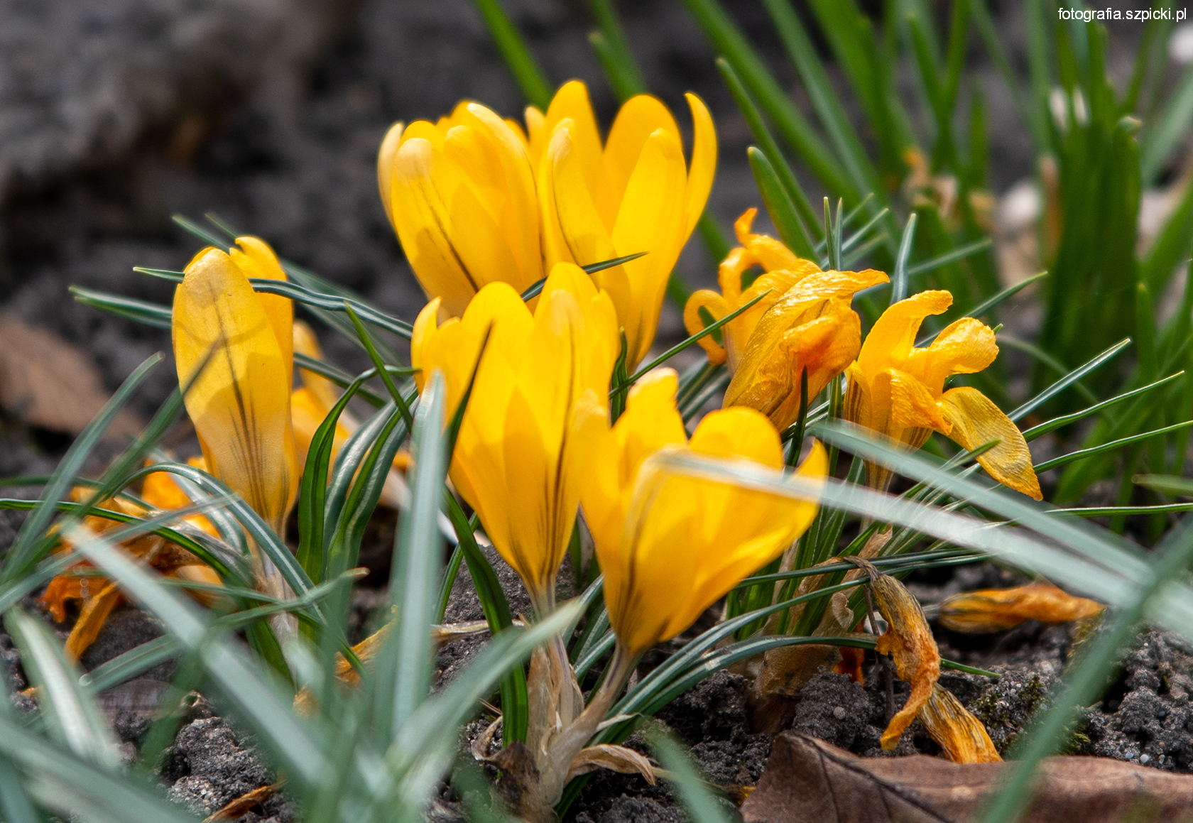10-04-2021 Działka krokusy