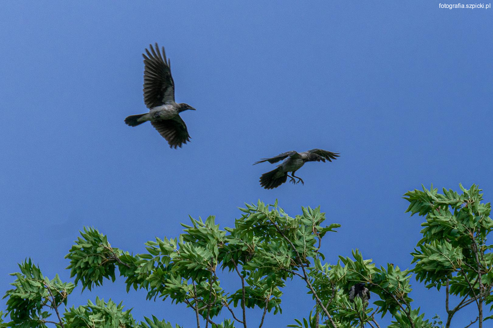 Wrony siwe - Brenna 17-08-2021