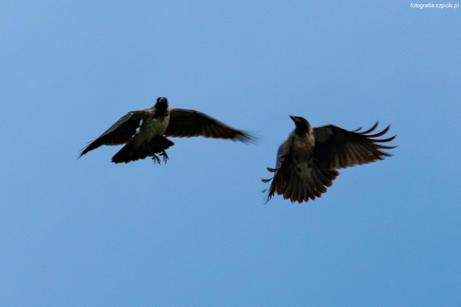 Taniec w przestworzach - wrony siwe  - Brenna 17-08-2021