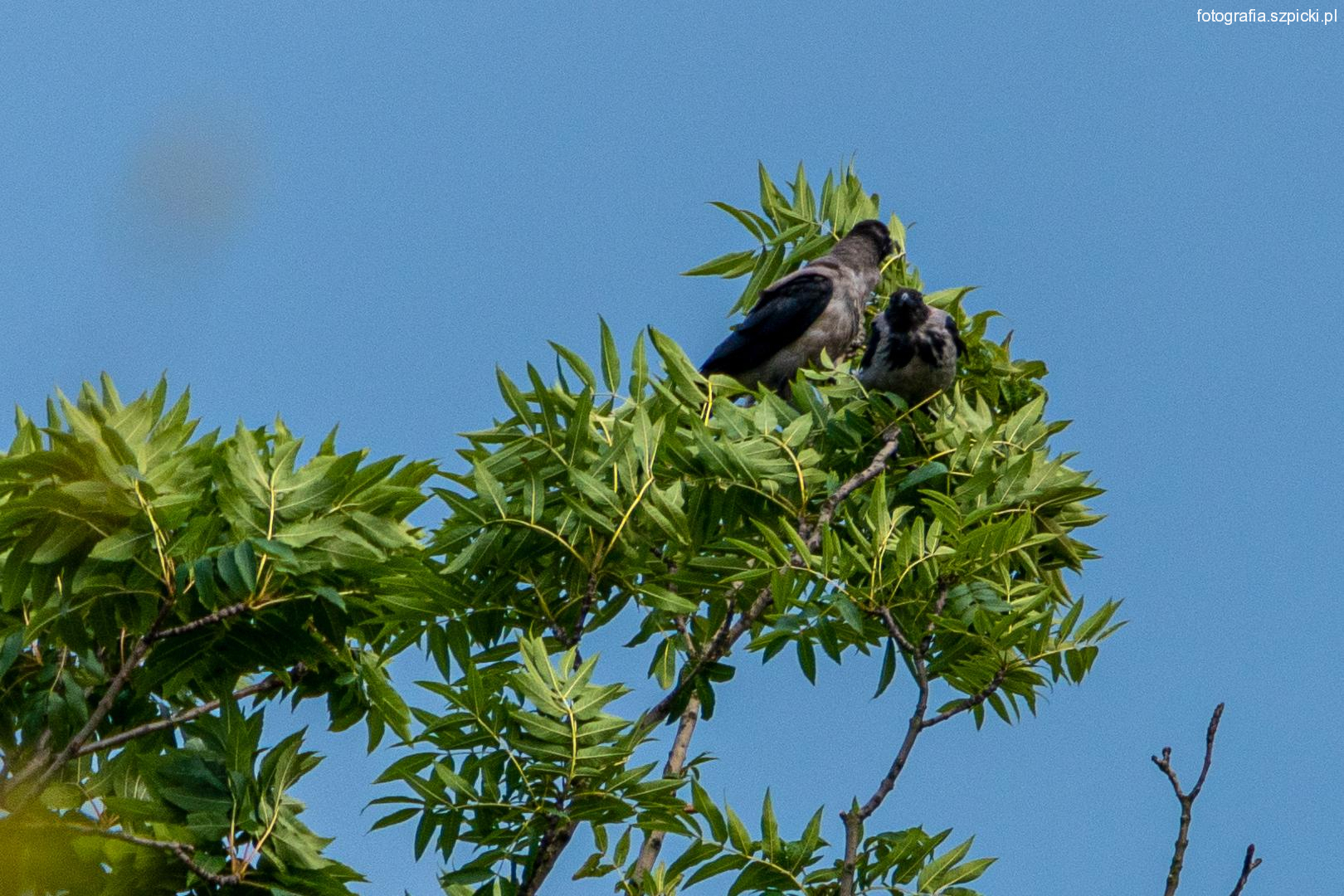 Wrony siwe w gnieździe - Brenna 17-08-2021